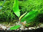 Bucephalandra sp. Treasure 2011