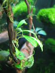 Bucephalandra sp. Teras