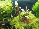 Bucephalandra sp. Sabal,Bucephalandra sp. Seri Aman, Bucephalandra sp. Sintang, West Kalimantan( )