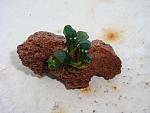 Bucephalandra sp. pygmae Rajang
