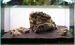   aquascape (iwagumi)