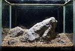   aquascape (iwagumi)
