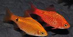 barbus conchonius gld xl