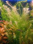  fluviatilis