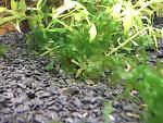 DSCF6187