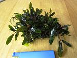 Bucephalandra sp. Kualakuayan-1
