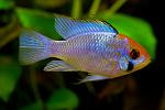   "Neon Blue" 
 
           .  (Manuel...