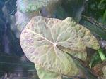  sp.,,Dwarf,, Santarem