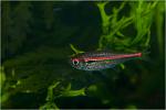   (Hyphessobrycon amapaensis)
