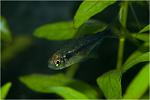   (Hyphessobrycon herbertaxelrodi diamond)
