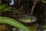  (Neolebias ansorgei)