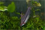  (Chilodus punctatus)