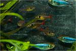   (Hyphessobrycon roseus)   (Hyphessobrycon peruvianus)