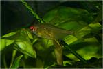   (Hyphessobrycon pulchripinnis)