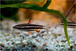   (Nannostomus marginatus)