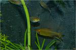   Orange Bolivia (Hyphessobrycon pulchripinnis Orange Bolivia)