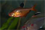  (Hyphessobrycon callistus minor)