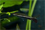  (Nannostomus eques)