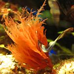 Halymenia floresii