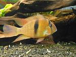 Guianacara Owroewefi 'Grand Laussat'