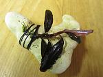 Bucephalandra sp. "Black Centipede-2", Melawi