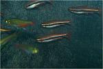   (Nannostomus beckfordi)