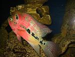 IMG 4262