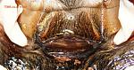 Chromatopelma cyaneopubescens L11 spermateca TM