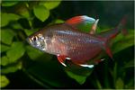   (Hyphessobrycon bentosi"white fin")