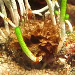 Padina pavonica