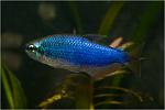    (Inpaichthys kerri "Super blue")