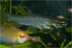  (Pyrrhulina sp.)