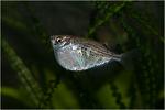   (Gasteropelecus maculatus)