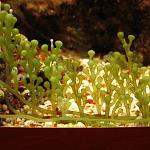 Caulerpa racemosa