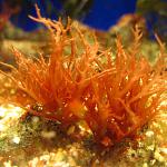 Halymenia floresii 1