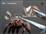 Brachypelma klaasi,  