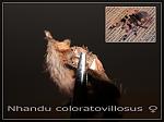 Nhandu coloratovillosus,  , 