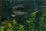   (Hemigrammus bellottii)