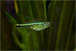   (Hemigrammus barrigonae)