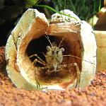 88517593 3 1000x700 nedorogie rybki v vash akvarium akvariumnye rybki