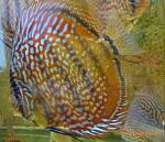 Brown Turquoise16