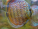 Brown Turquoise18