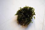 Moss sp.Crete