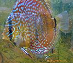 Brown Turquoise25