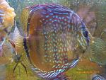 Brown Turquoise 30
