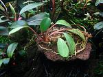 Bucephalandra sp. Penelope