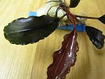 Bucephalandra sp. Theia -3