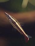 pecilobrikon nannostomus eques