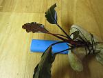 Bucephalandra sp. Theia -3