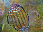 Brown Turquoise 33